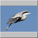 Ardea cinerea Graureiher 04.jpg